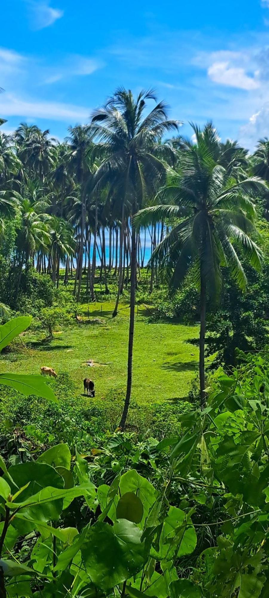 The View - Jungle Lodges - Port Barton Сан-Висенте Экстерьер фото